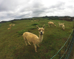 Alpaca