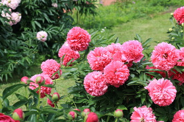 Peonies and buds. Peonies have been known in the culture of mankind for over 2000 years. Peony (Latin: Paeónia).