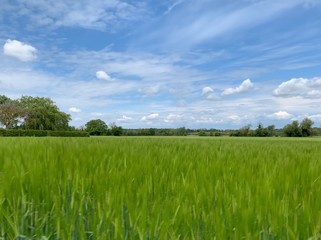 long exposure photo of Barley in a beautiful english countryside field with blue sky and fluffy clouds