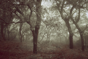 Forest with fog near Montanchez. Extremadura. Spain.