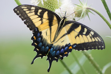 Butterfly 2019-154 / Tiger Swallowtail (Papilio glaucus)