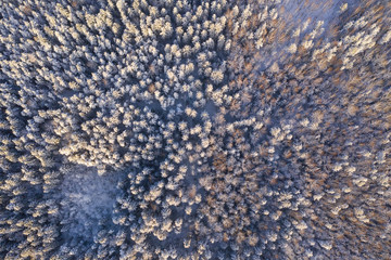 Winter forest of central Russia aerial view