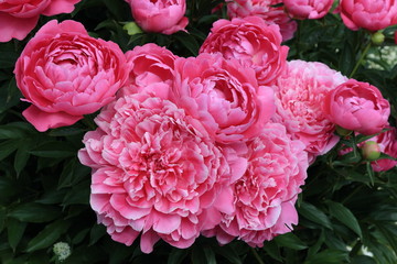 Peonies and buds. Peonies bloom in spring and are valued for beautiful bright flowers and lush...