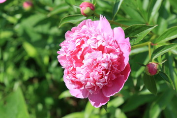 Peony and buds. Peonies bloom in spring and are valued for beautiful bright flowers and lush foliage. Peonies have been known in the culture of mankind for over 2000 years. Peony (Latin: Paeónia).