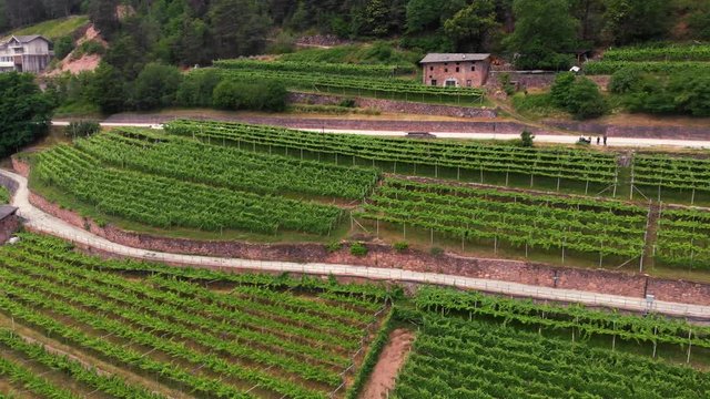 Aerial view of grape fields, flying at vineyards in the mountains of northern Italy. Summer day. Concept of production of mountain varieties of wine, Faver Trento