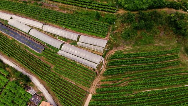Aerial view of grape fields, flying at vineyards in the mountains of northern Italy. Summer day. Concept of production of mountain varieties of wine, Faver Trento