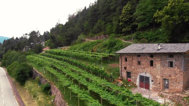 Aerial view of grape fields, flying at vineyards in the mountains of northern Italy. Summer day. Concept of production of mountain varieties of wine, Faver Trento