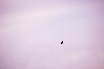 flaying crow silhouette and clouds on background