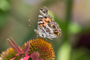 Butterfly 2019-157 / Painted Lady - Vanessa Cardui on coneflower