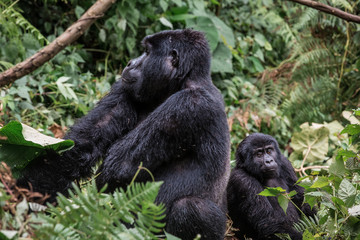 A black gorilla with a baby chewing vegetation in the wild deep in the jungle