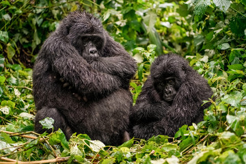 A black gorilla with a baby frowned with displeasure in the wild deep in the jungle © Margarita SoulRay