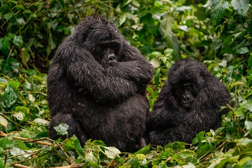 A black gorilla with a baby frowned with displeasure in the wild deep in the jungle © Margarita SoulRay