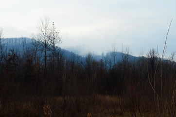Mountain river water landscape. Wild river in mountains