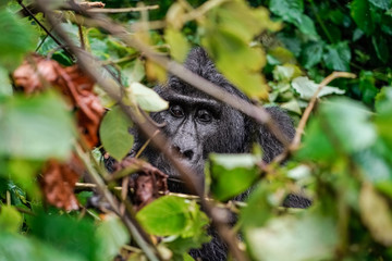 close up portrait of silverback in the wild deep in the jungle