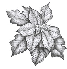 pattern poinsettia