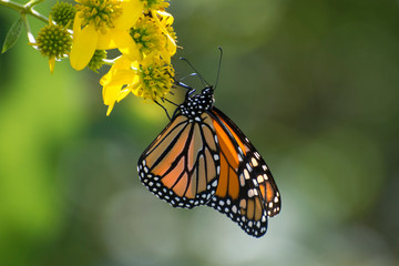 Butterfly 2019-160 / Monarch butterfly (Danaus plexippus) 