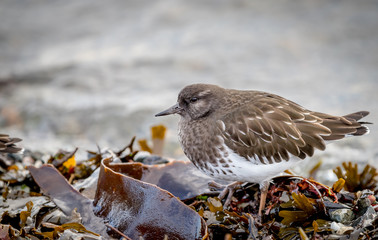 A Black Turnstone 