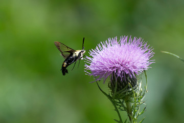 Butterfly 2019-161 / Hummingbird Moth (Macroglossum stellatarum)