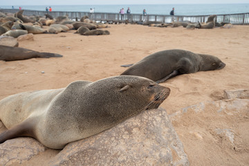 Cape Cross seals