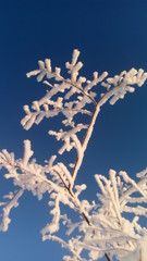 branch of a tree in the snow