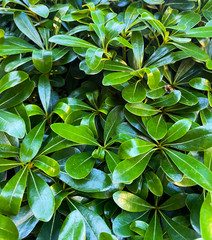 Background of green leaves. Botanical pattern. Turkey.