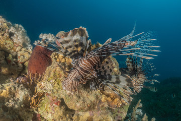Lion fish in the Red Sea colorful fish, Eilat Israel
