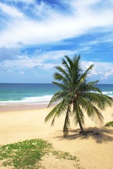 Obraz na płótnie Canvas Palm trees on a tropical beach in Phuket, Thailand, on a sunny day.
