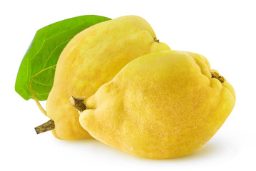 Isolated quinces. Two whole quince fruits isolated on white background with clipping path