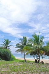 Obraz na płótnie Canvas Palm trees on a Tropical beach in Phuket, Thailand, on a sunny day.