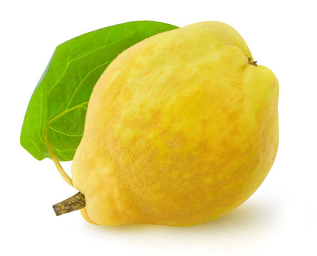 Isolated quince. One quince fruit with leaf isolated on white background with clipping path