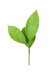 Fototapeta premium Fresh twig with green citrus leaves isolated on white