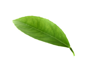 Fototapeta na wymiar Fresh green citrus leaf isolated on white