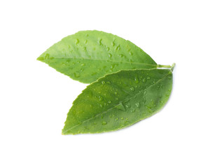Naklejka na ściany i meble Fresh green citrus leaves with water drops isolated on white