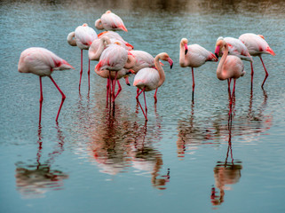 Flamants roses en Camargue, France