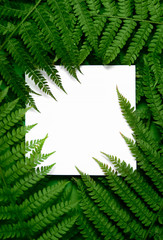 composition with fern branches and tropical leaves. template with a copy of the space. Fern pattern. Creative New Year mockup. The mockup of the branch for conceptual design.