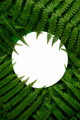 composition with fern branches and tropical leaves. template with a copy of the space. Fern...