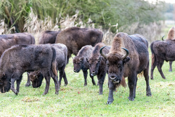 wisents on the land in a herd old and big