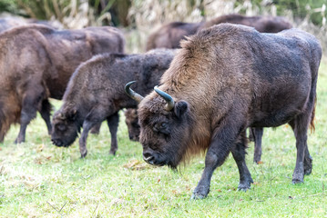 wisents on the land in a herd of young and old and small and large