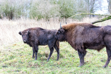 young wisent together with his mother