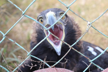 portrait of a vulture