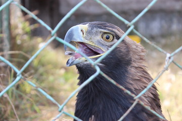 portrait of a vulture