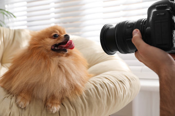 Professional animal photographer taking picture of beautiful Pomeranian spitz dog indoors, closeup