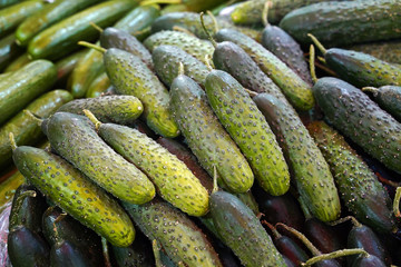  Cucumbers for sale at the market. Selective focus      