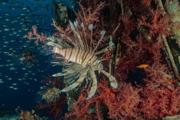 Lion fish in the Red Sea colorful fish, Eilat Israel
