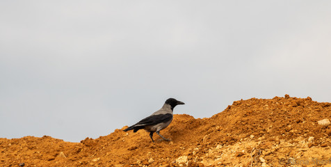 crow on sand