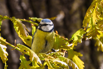 Eurasian blue tit bird.