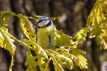 Eurasian blue tit bird.