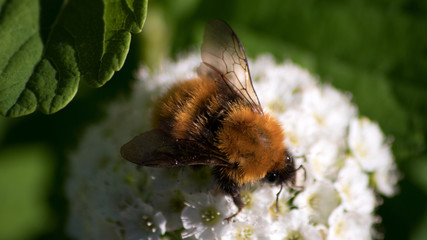 Bumbelbee on white flower