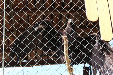 man behind fence