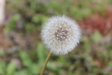 dandelion in the grass